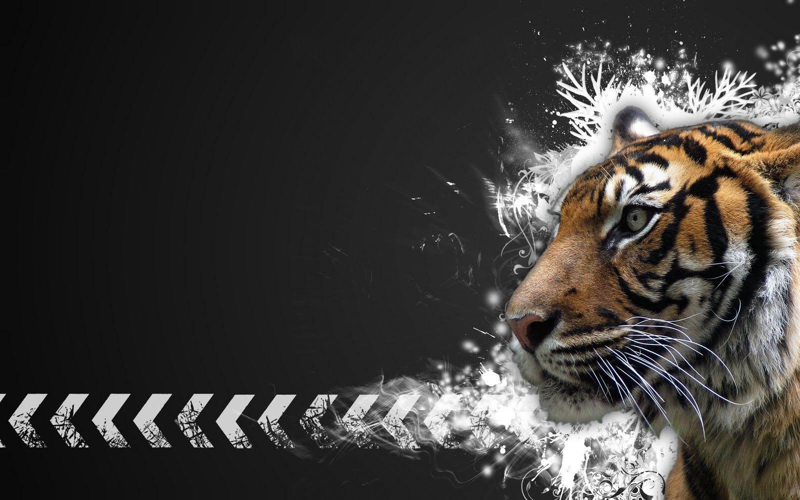 1600x1000 Free download Wallpaper Box Tigers Computer High Definition Wallpaper [1600x1000] for your Desktop, Mobile & Tablet. Explore White Tiger Wallpaper Widescreen. Cool Tiger Wallpaper, Beautiful White Tiger Wallpaper, White