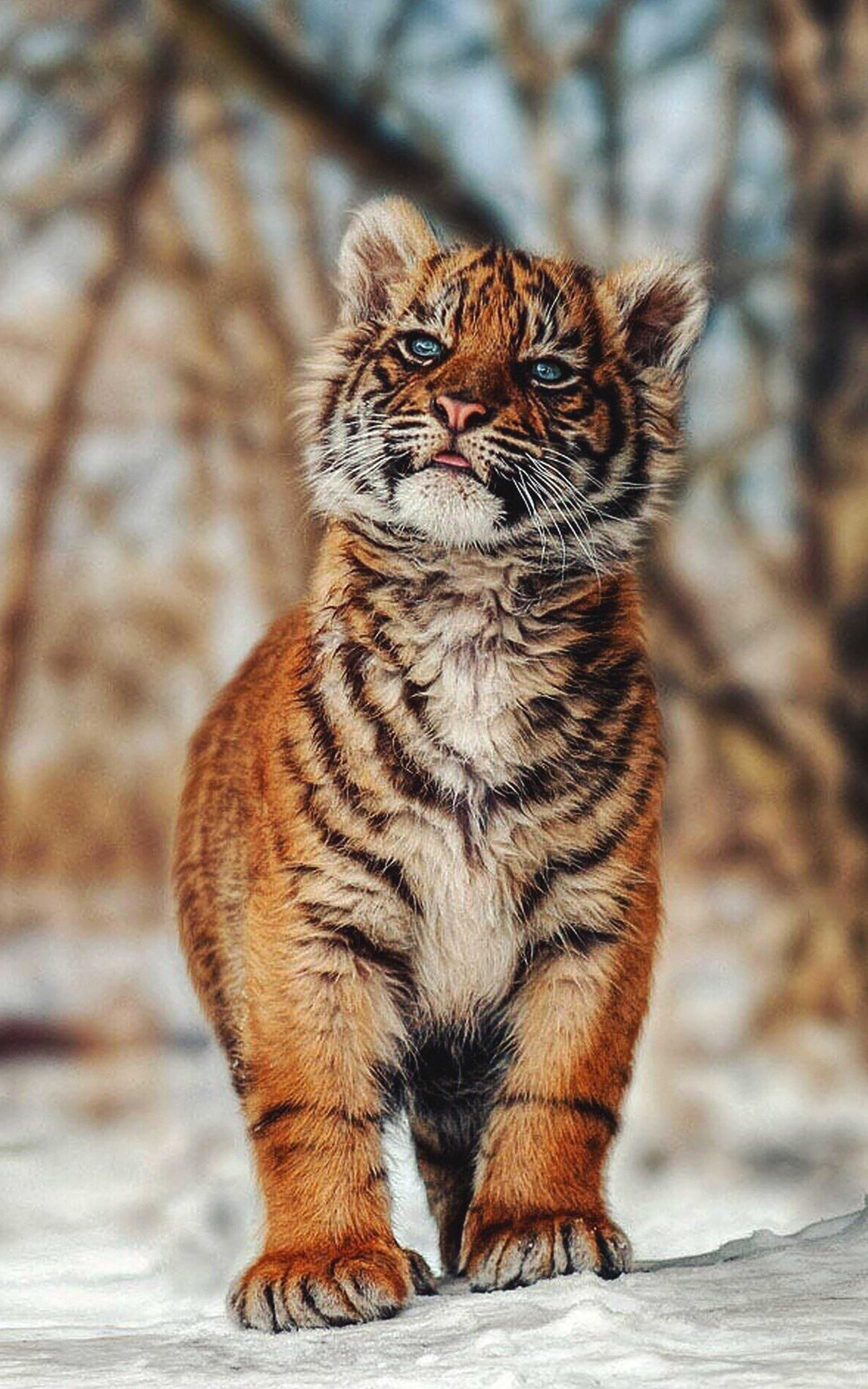 2400x3840 Baby Tiger Wallpaper Free HD Wallpaper