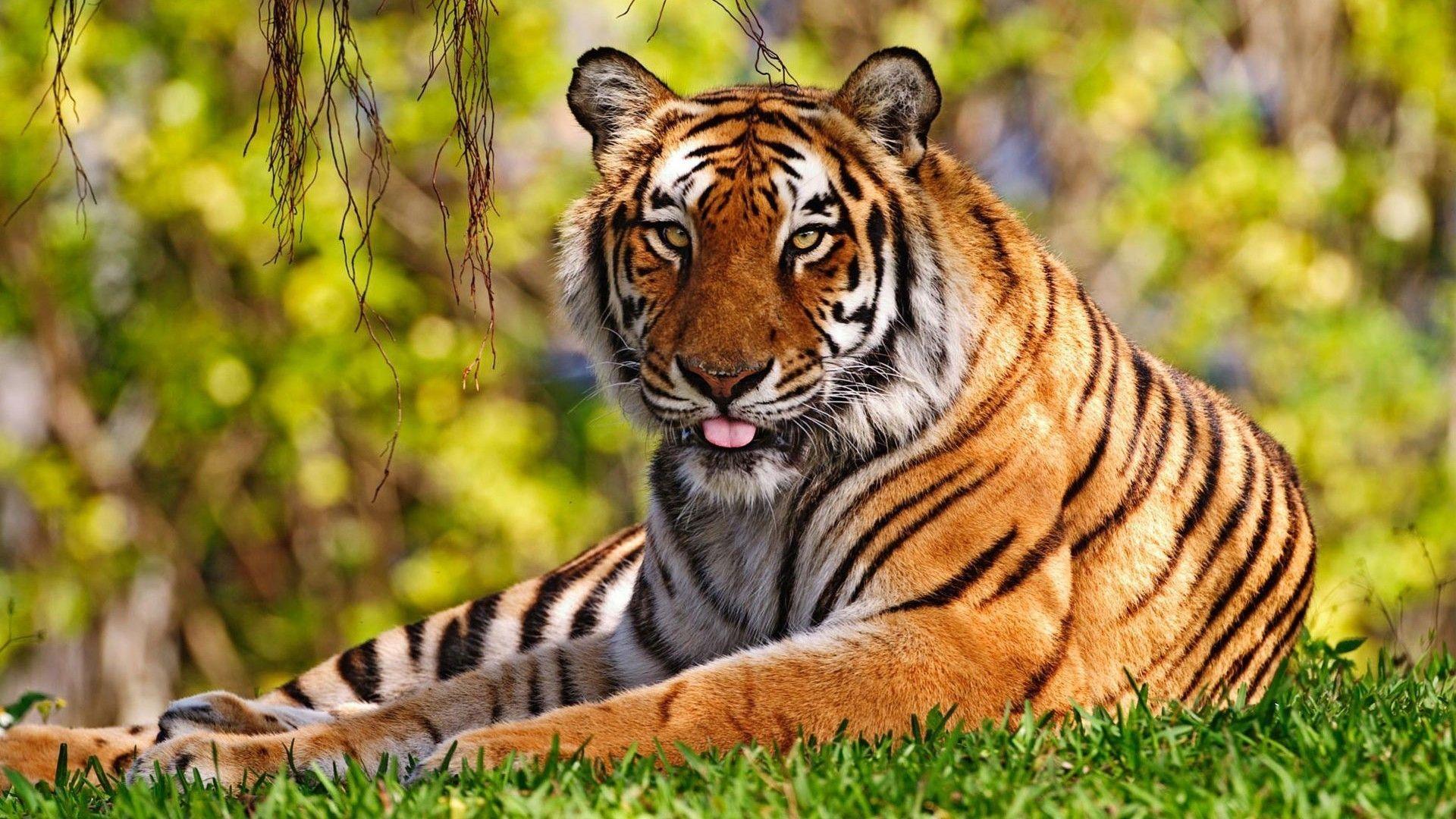 1920x1080 Beautiful Background Tiger Wallpaper HD Download For Mobile Photo