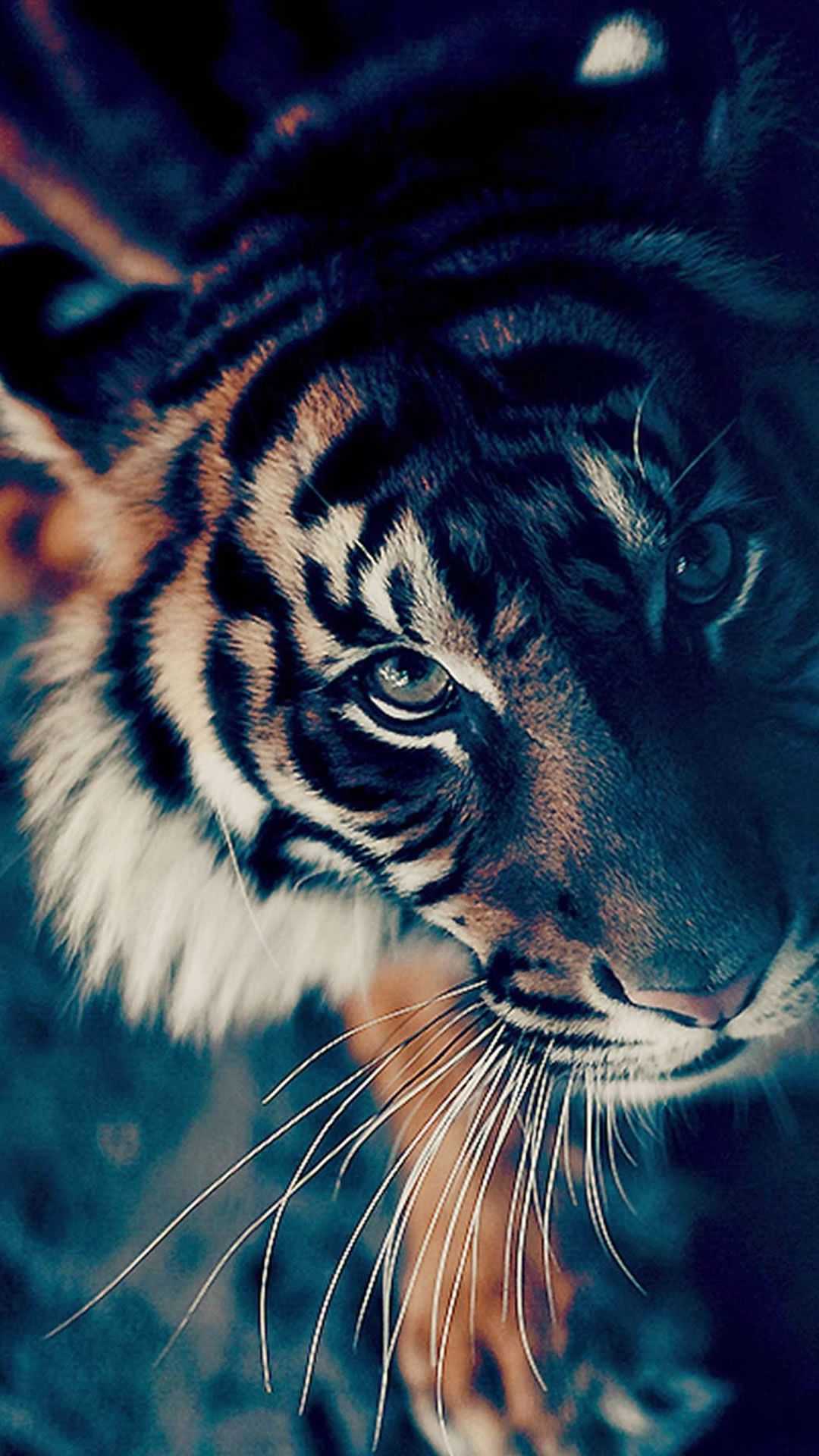 1080x1920 Tiger Wallpaper iPhone Free HD Wallpaper