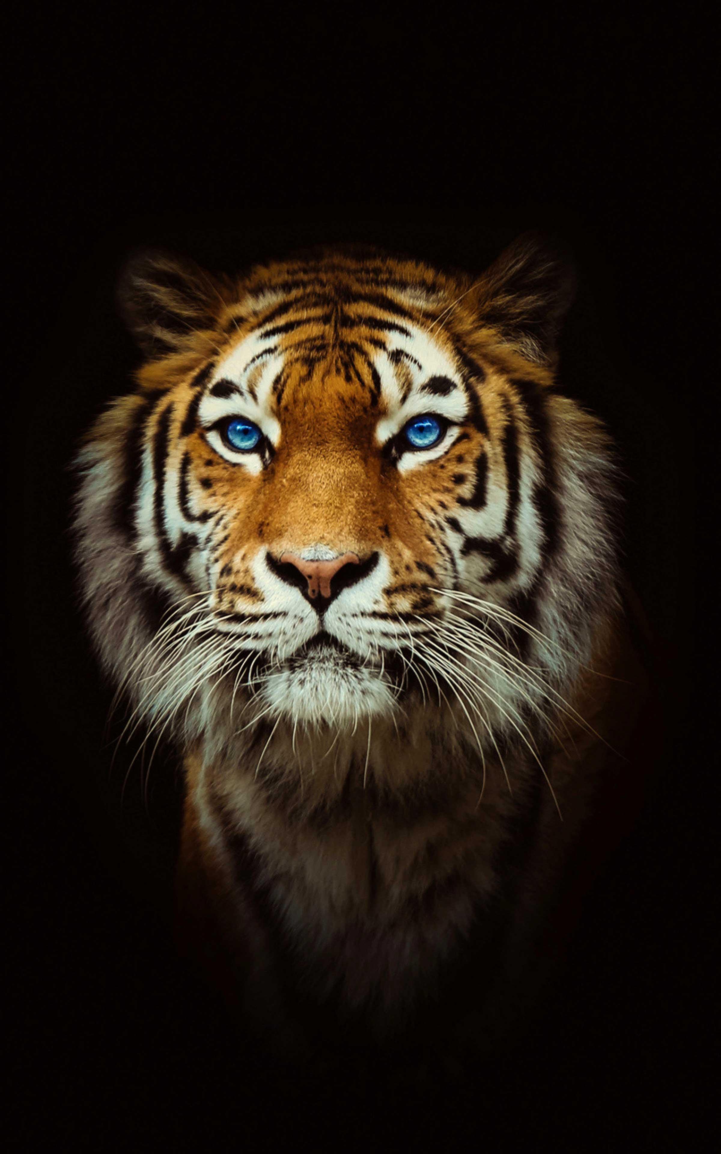2400x3840 Tiger Wallpaper