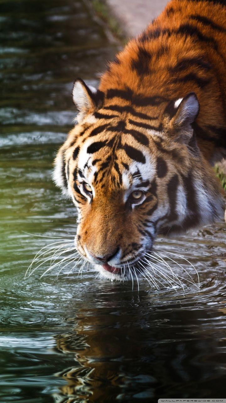 720x1280 Tiger Drinking 4K HD Desktop Wallpaper for 4K Ultra HD TV Wallpaper
