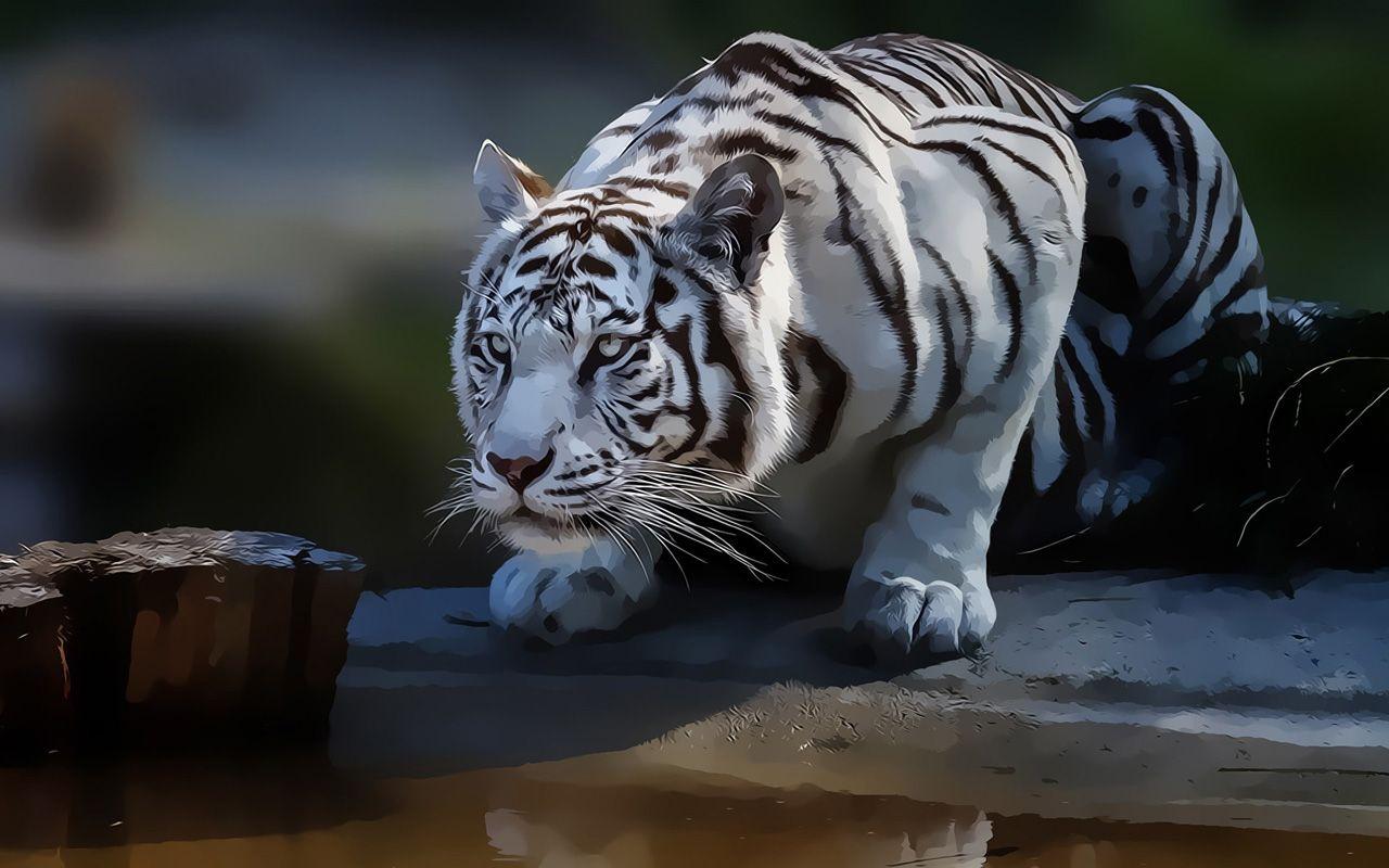 1280x800 Free download White Tiger Abstract Wallpaper HD Wallpaper Downloads [1280x800] for your Desktop, Mobile & Tablet. Explore White Tiger HD Wallpaper. White Tiger Wallpaper Widescreen, Wallpaper White Tiger, Beautiful
