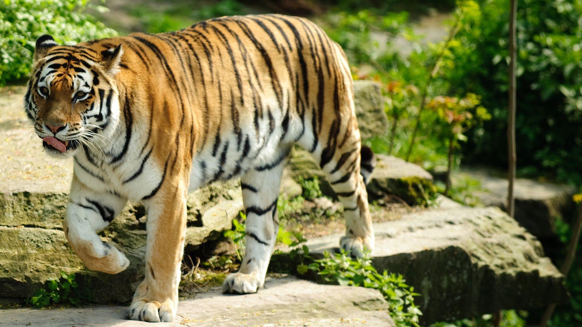 1920x1080 1080p Lion And Tiger Wallpaper HD