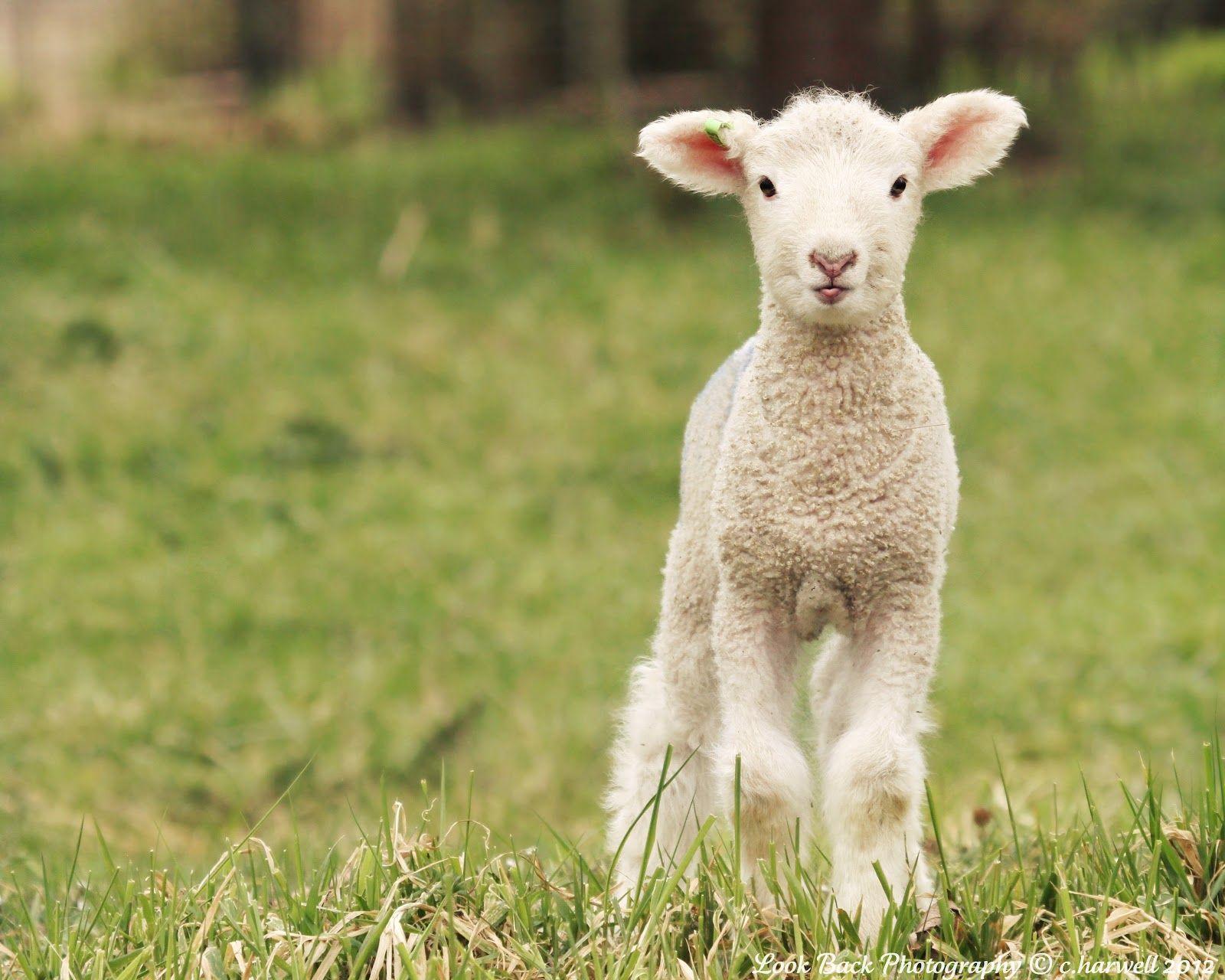 1600x1280 Lamb In Field Ministries Passover HD Wallpaper