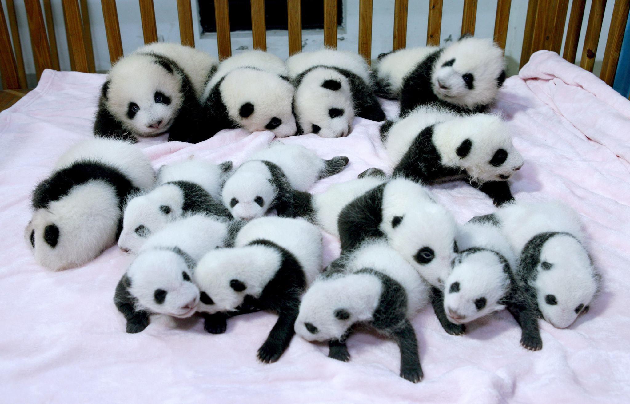 2048x1314 HD Panda Gấu trúc Baer Bears Baby Cute Photo Download Wallpaper
