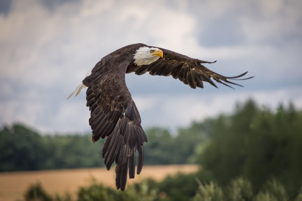 1280x853 Indian Eagle & Eagle Image