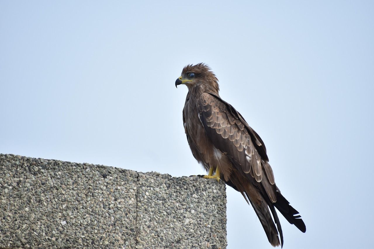 1280x853 Free Indian Spotted Eagle & Eagle Image