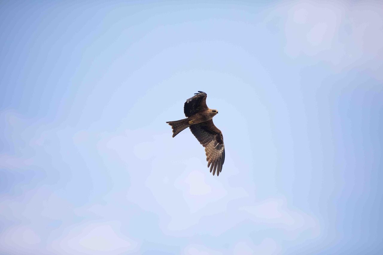1280x853 Free Indian Eagle & Eagle Image