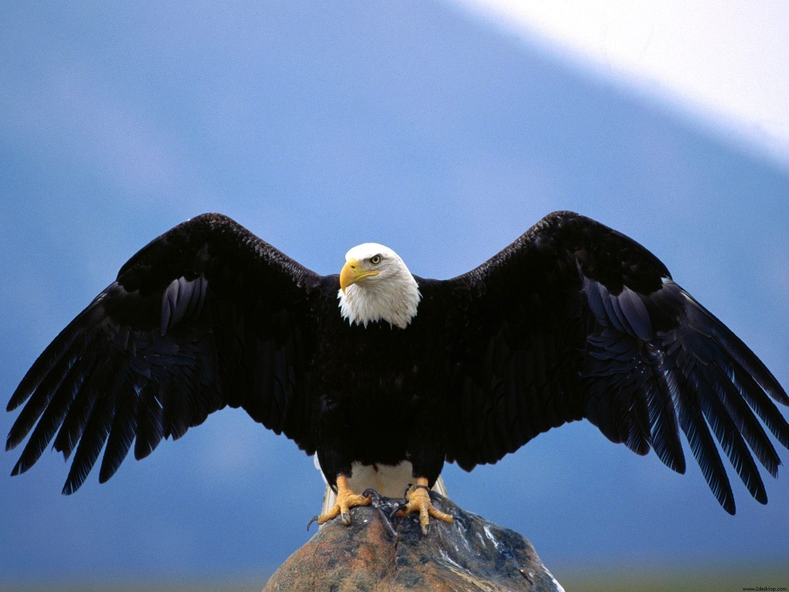 1600x1200 Majestic Eagle Soars: Stunning HD Wildlife Wallpaperx1200