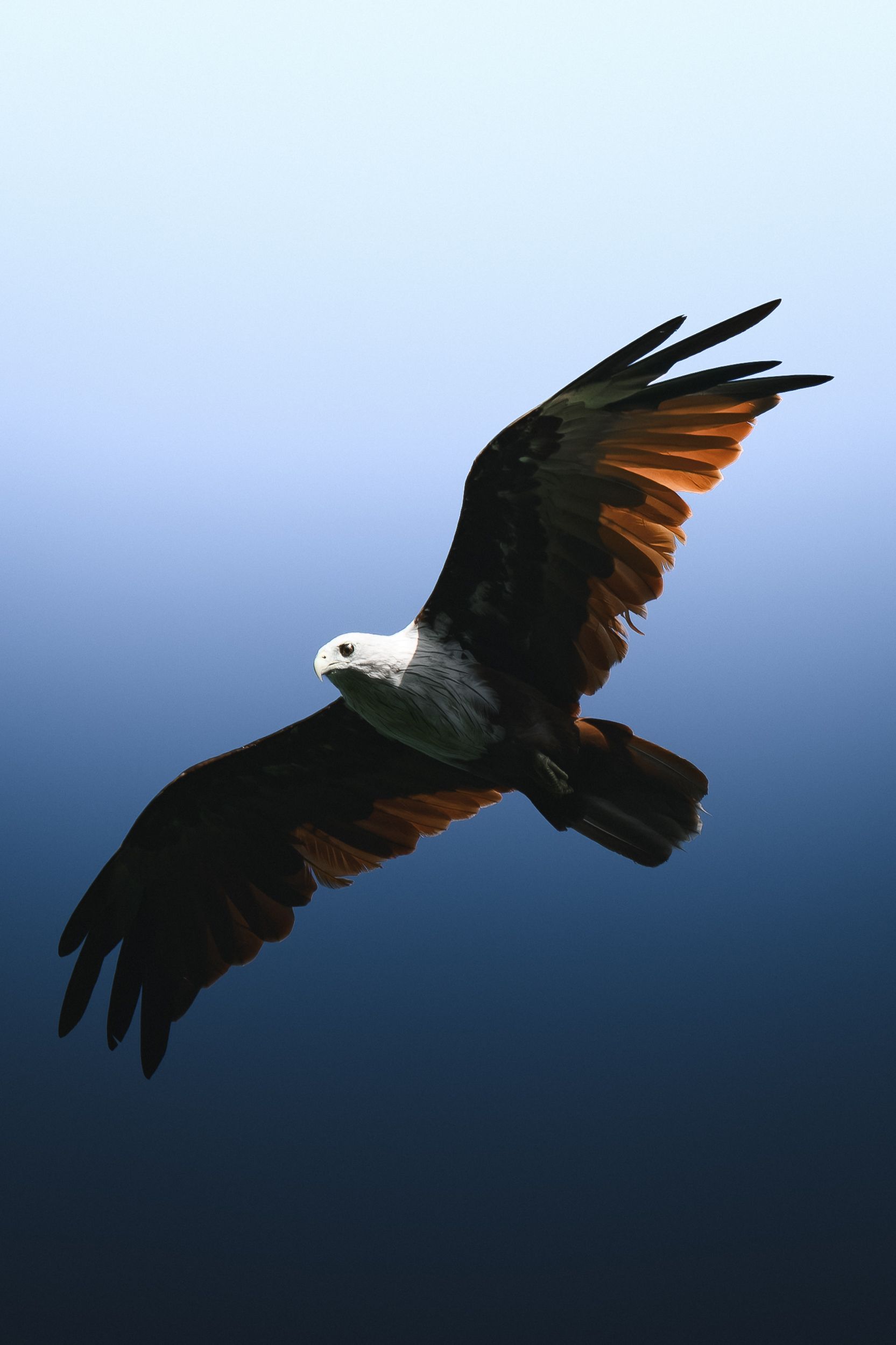 1665x2499 Eagle Fly Photo, Download The BEST Free Eagle Fly & HD Image