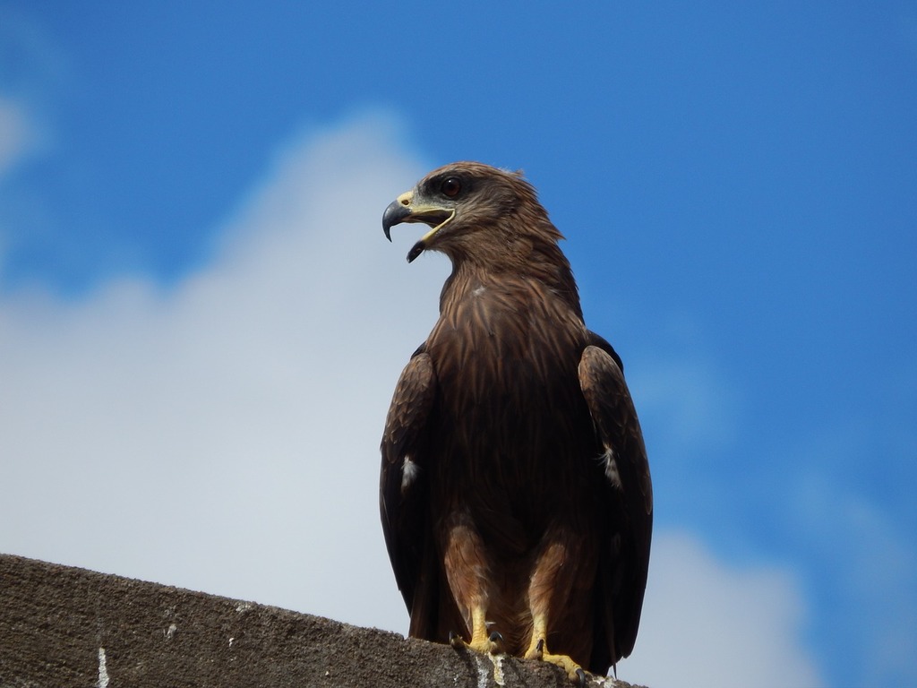 1024x768 A large bird sitting on top of a cement wall. Eagle