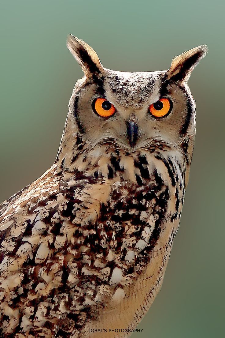 736x1104 Indian Eagle Owl, with Attitude