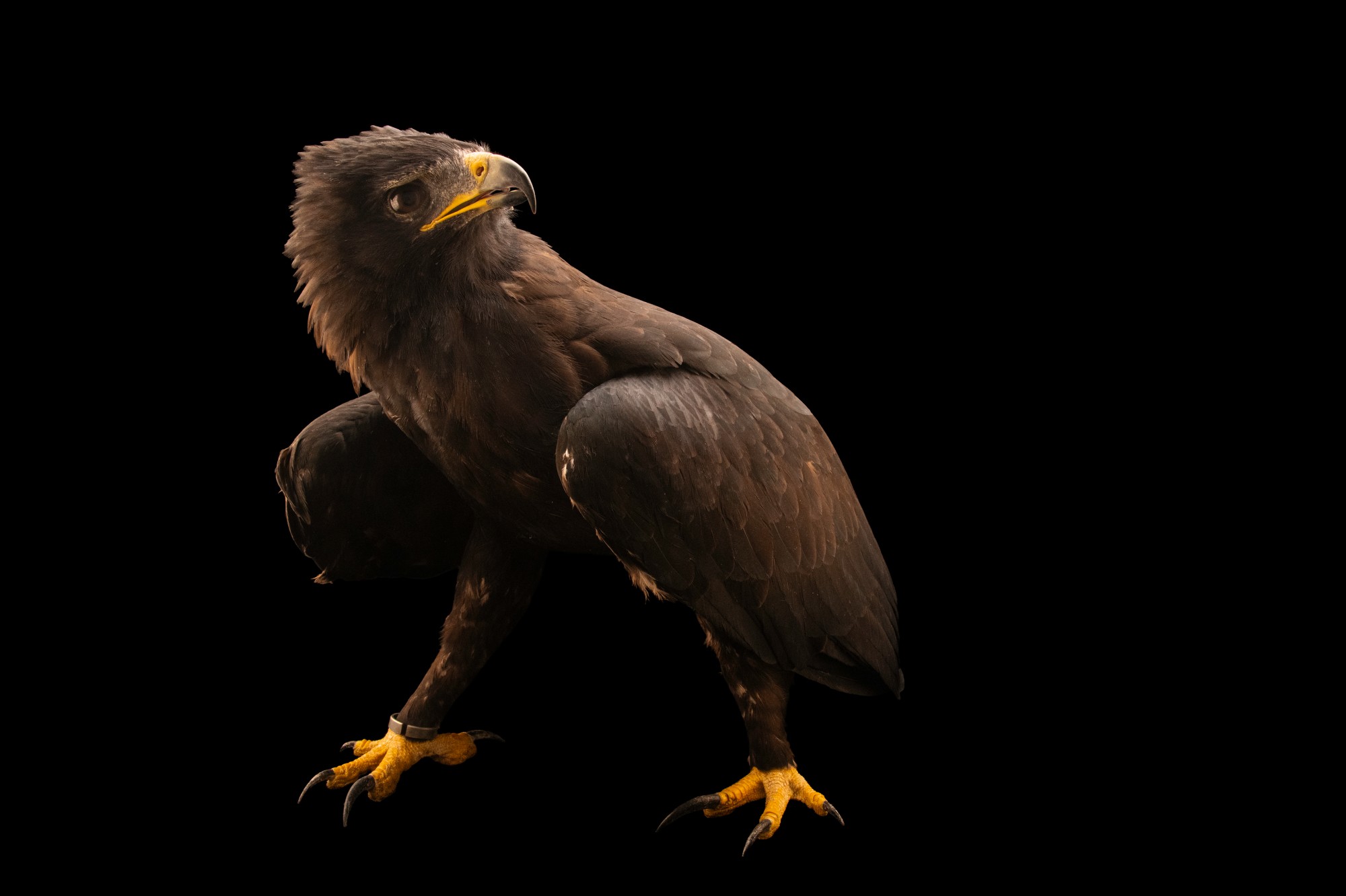 2000x1332 Indian Black Eagle (Ictinaetus malaiensis malaiensis)