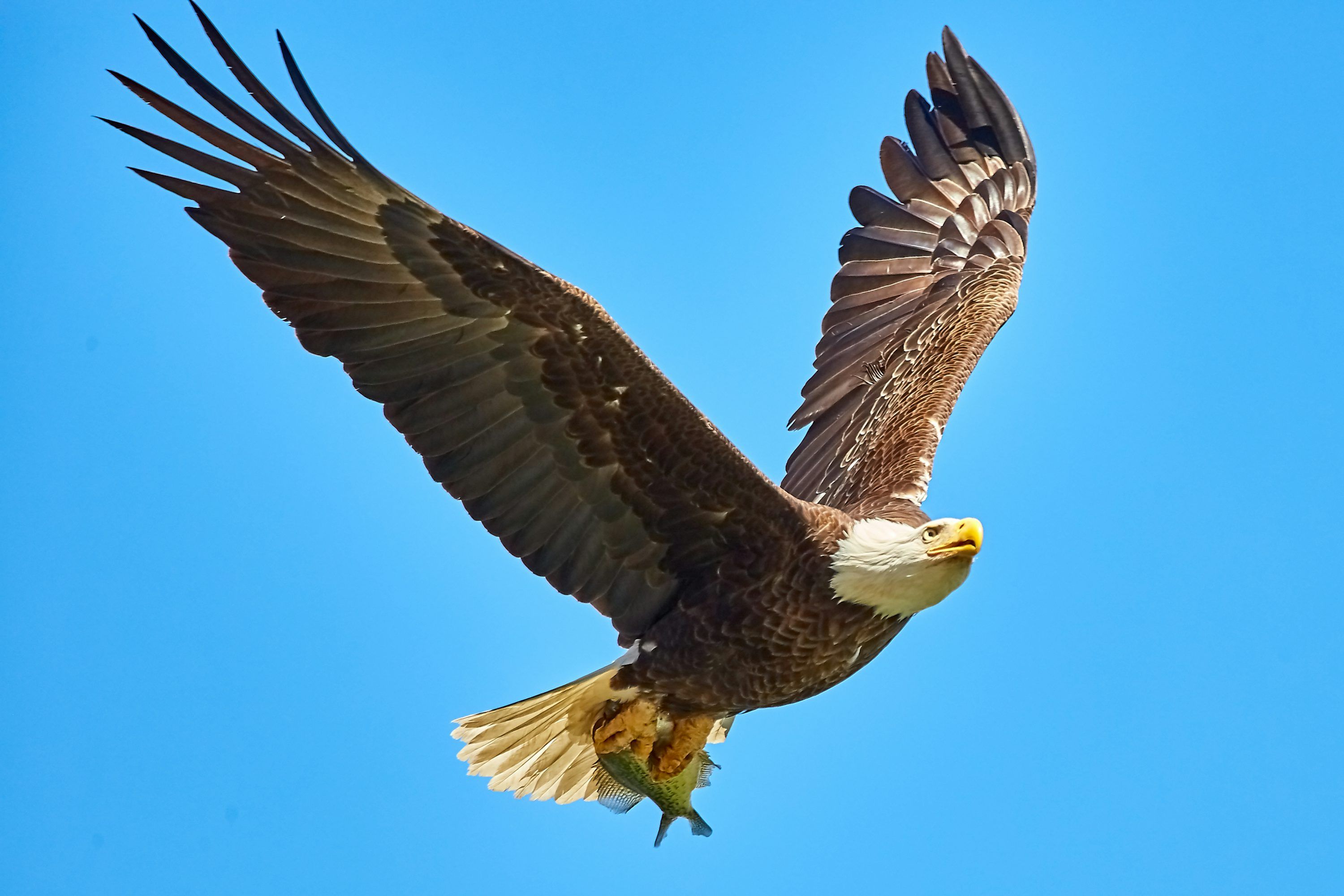 3000x2000 Eagle Picture. Download Free Image