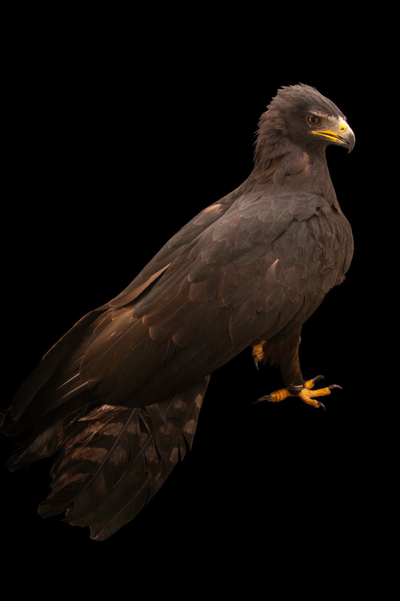 1332x2000 Indian Black Eagle (Ictinaetus malaiensis malaiensis)