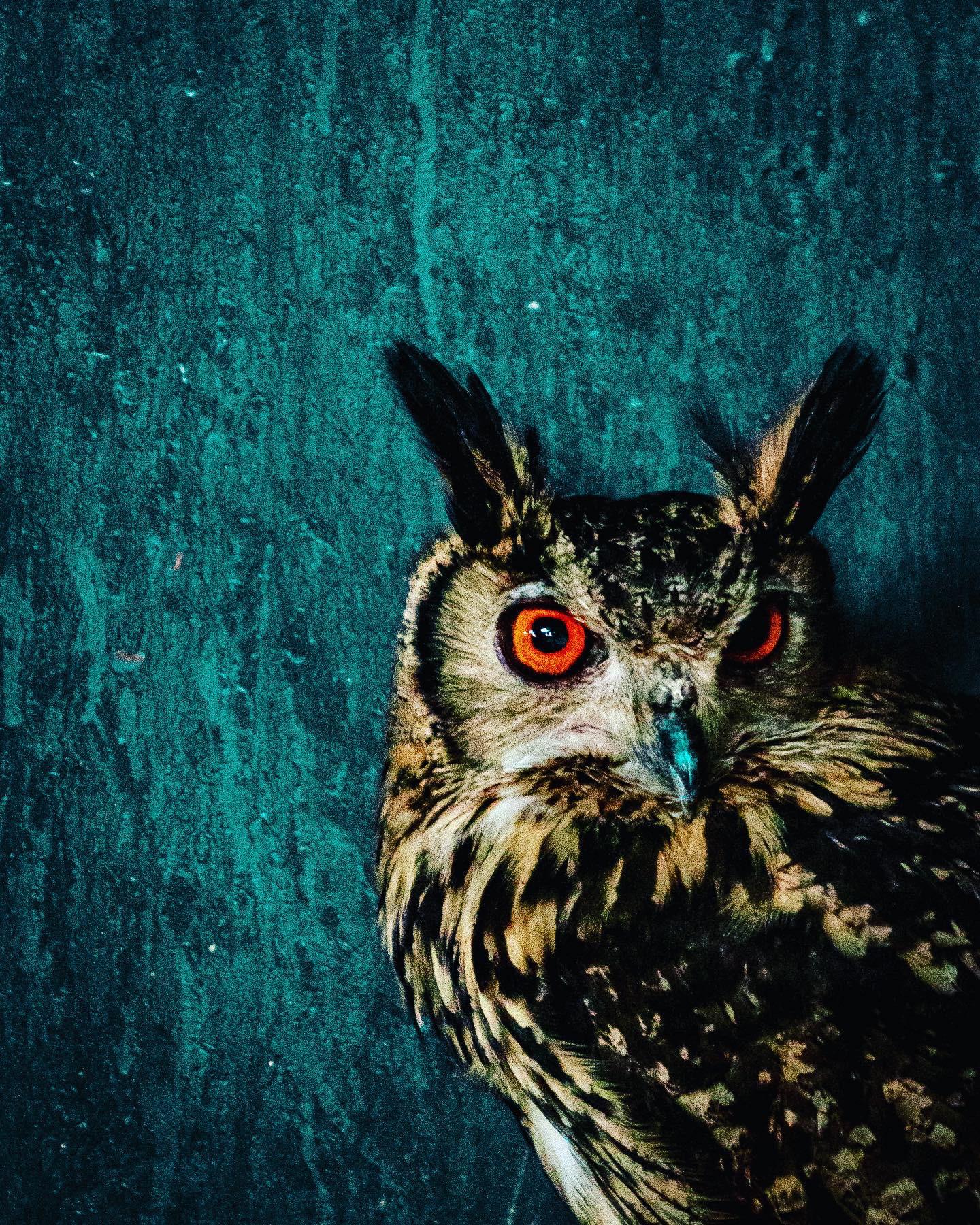 1440x1800 Indian Eagle Owl