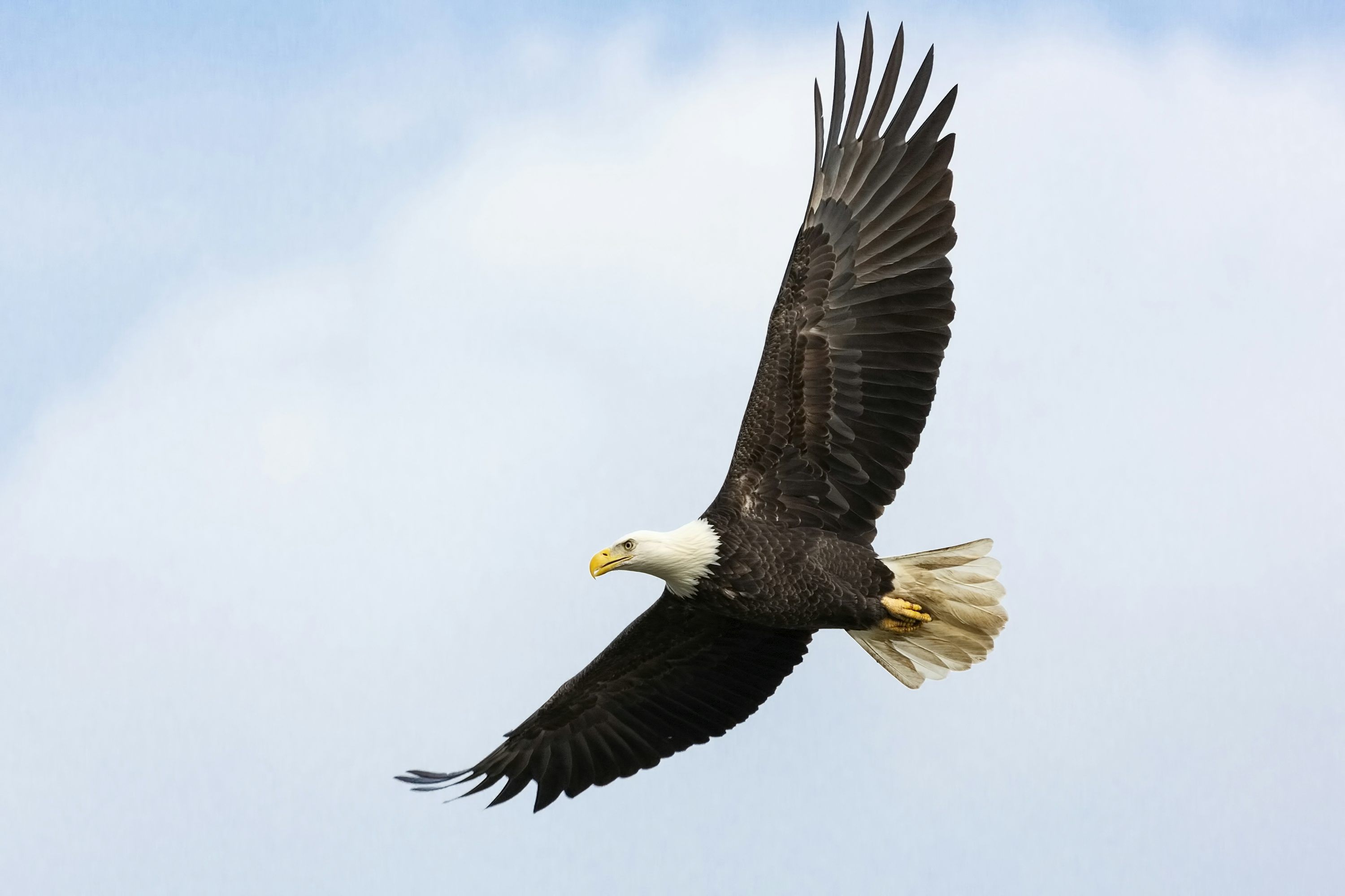 3000x2000 Eagle Picture. Download Free Image