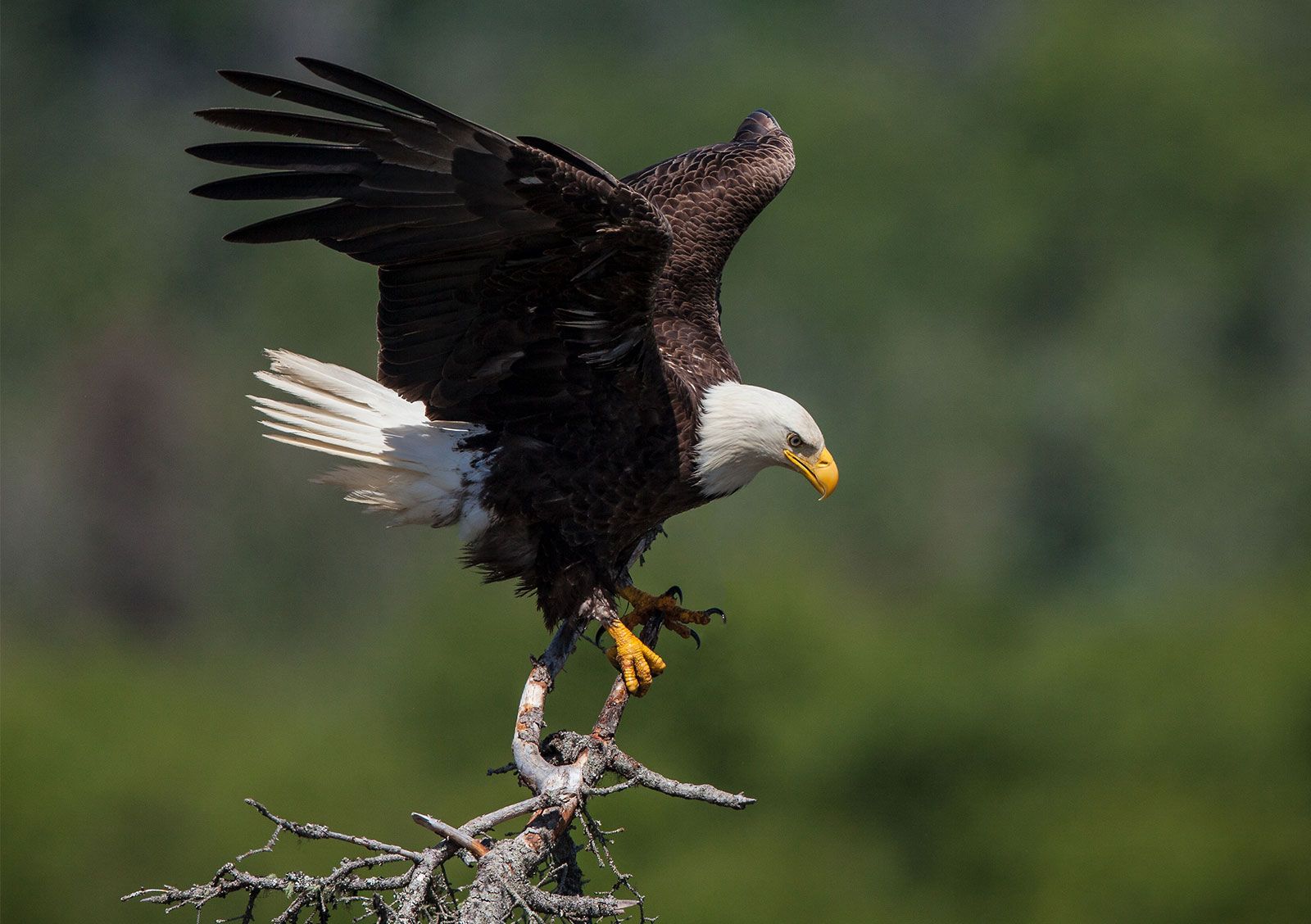 1600x1128 Bald eagle. Scientific Name, Size, Nest, Habitat, Diet, & Facts