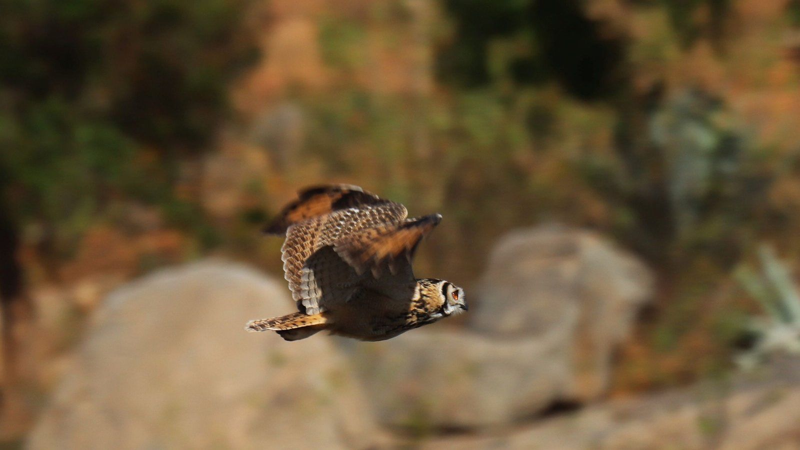 1600x900 Indian Eagle Owl Raman's Blog