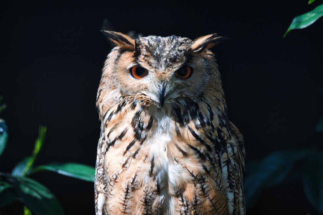 1125x750 Indian Eagle Owl Near The Green Leaves · Free