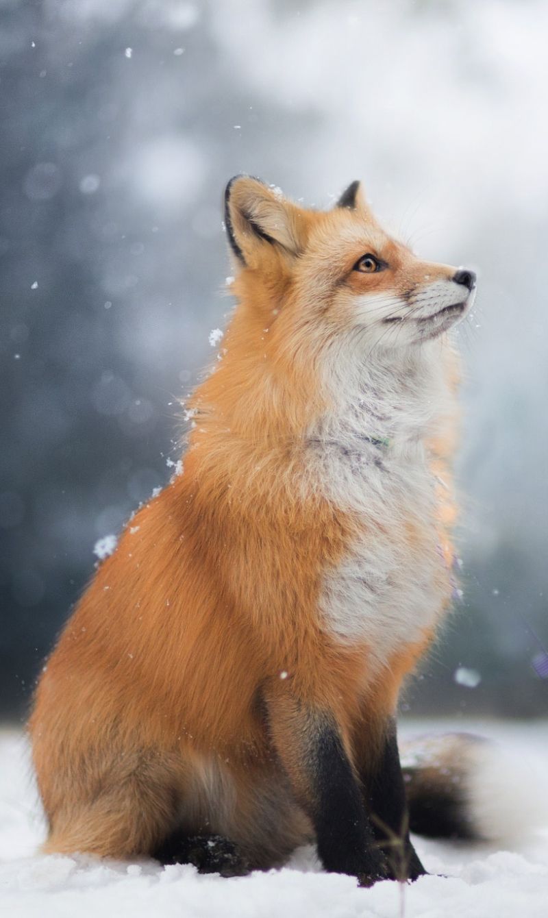 800x1340 Download Animal Fox Phone Wallpaper