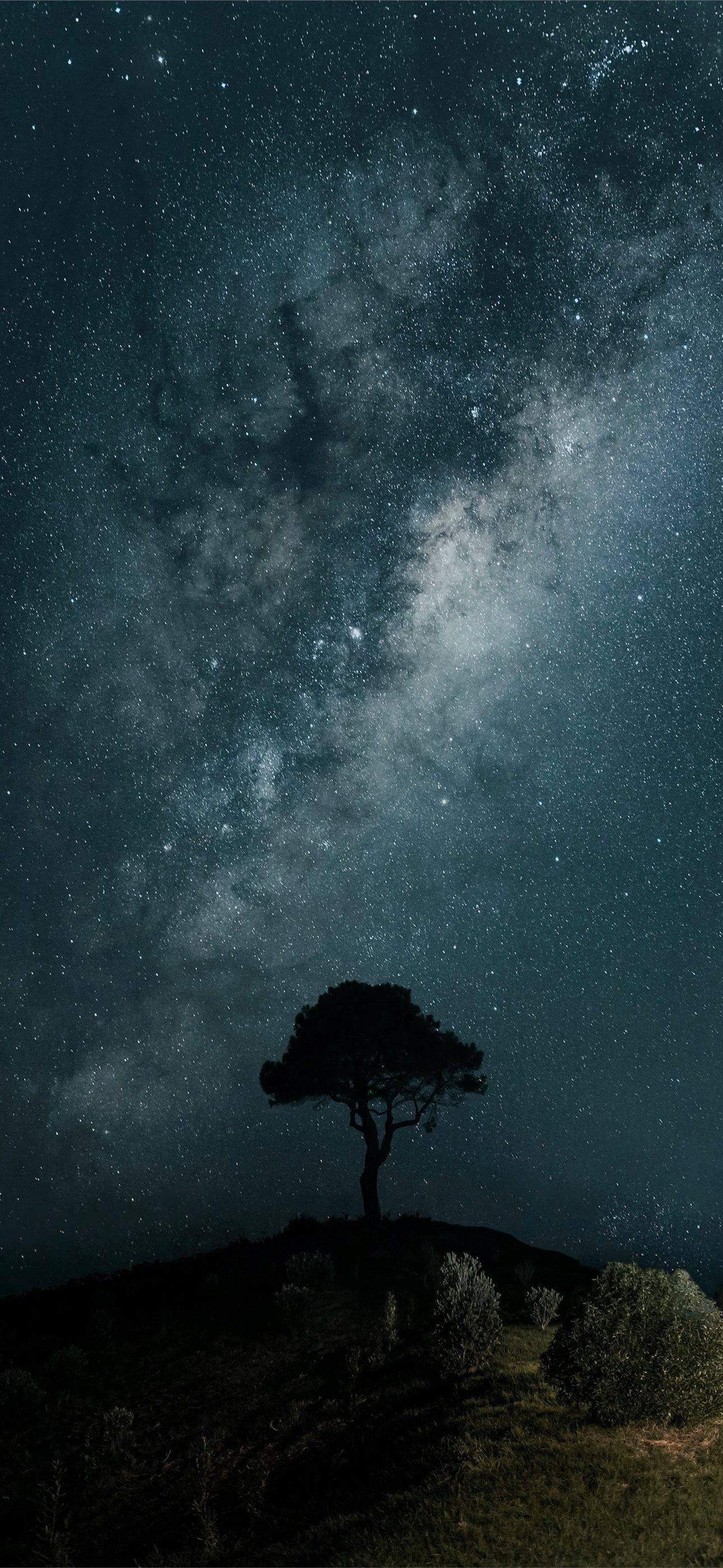 1290x2796 a lone tree on a hill under a night sky iPhone Wallpaper Free Download