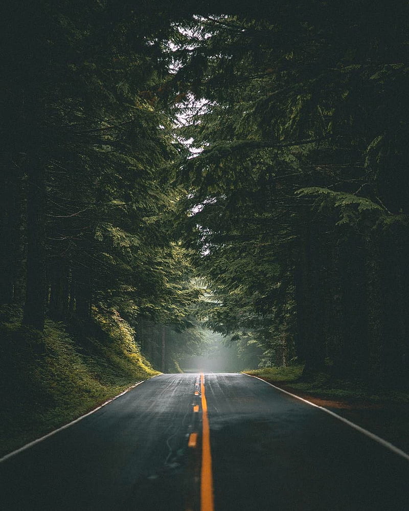 800x999 Nature gateway, dark, fall, fall nature, fog, night, rainy, road, travel, usa, HD phone wallpaper