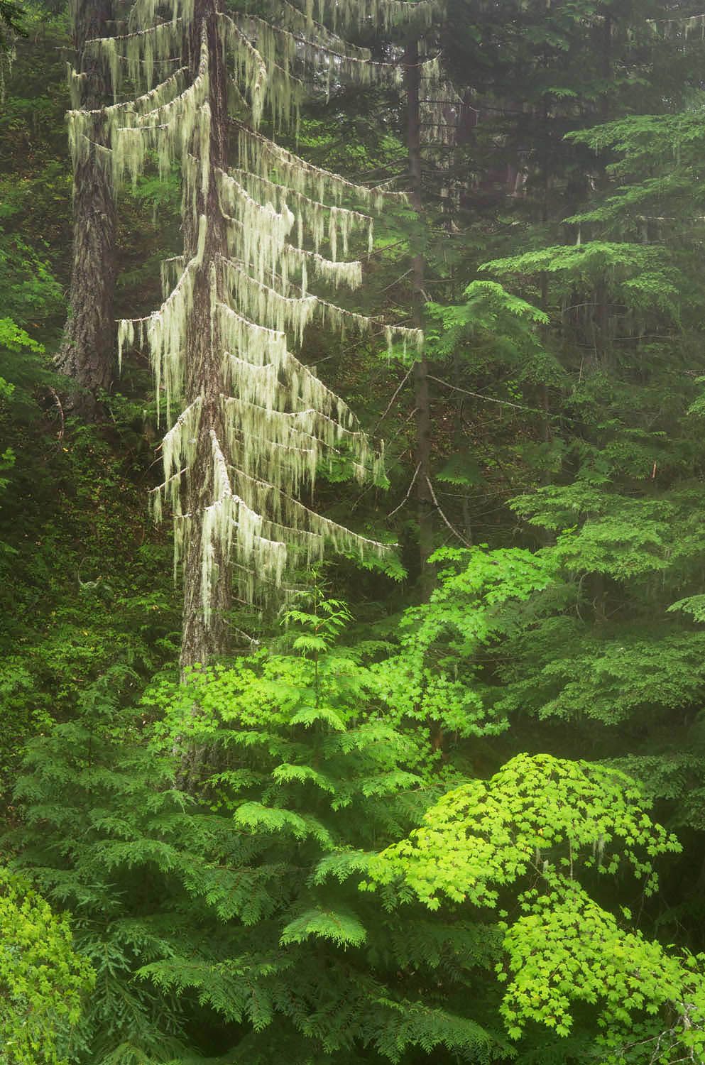993x1500 North Cascades Old Growth Forest Crowe Photography