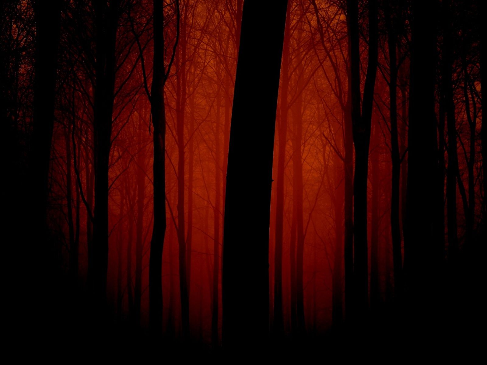 1600x1200 Bloody Forest 4K UHD Wallpaper for UltraHD Desktop and TV : Smartphone and Tablet Devices