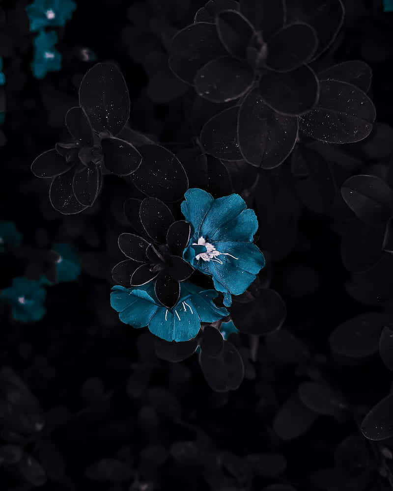 800x1000 Download Blue Flower Black Background Aesthetic Wallpaper