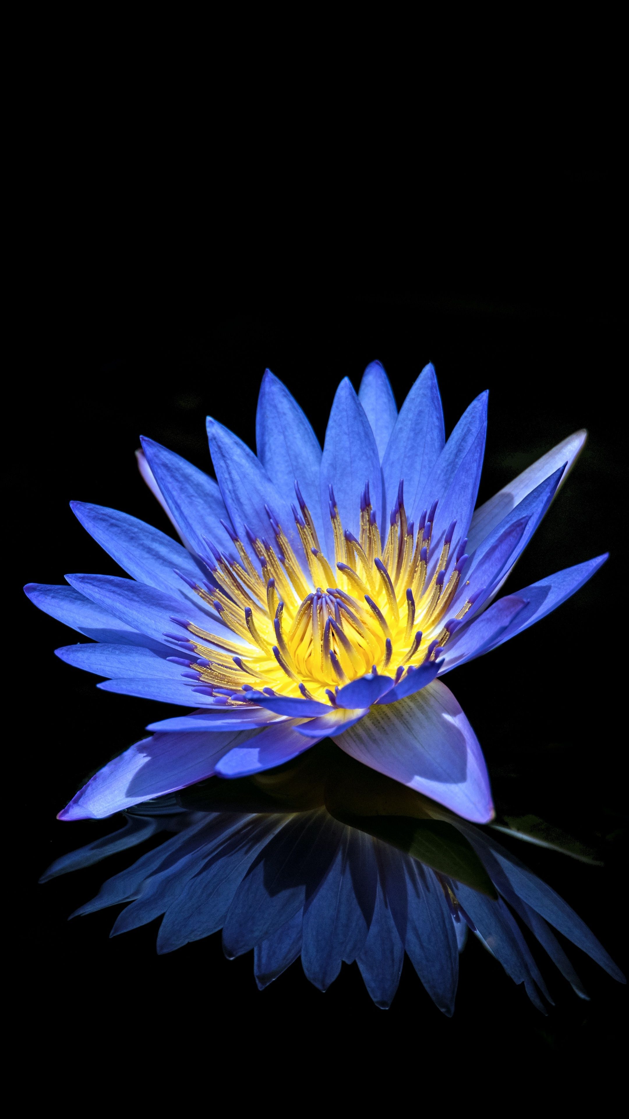 2160x3840 Water Lily Wallpaper 4K, Blue flower, Black background
