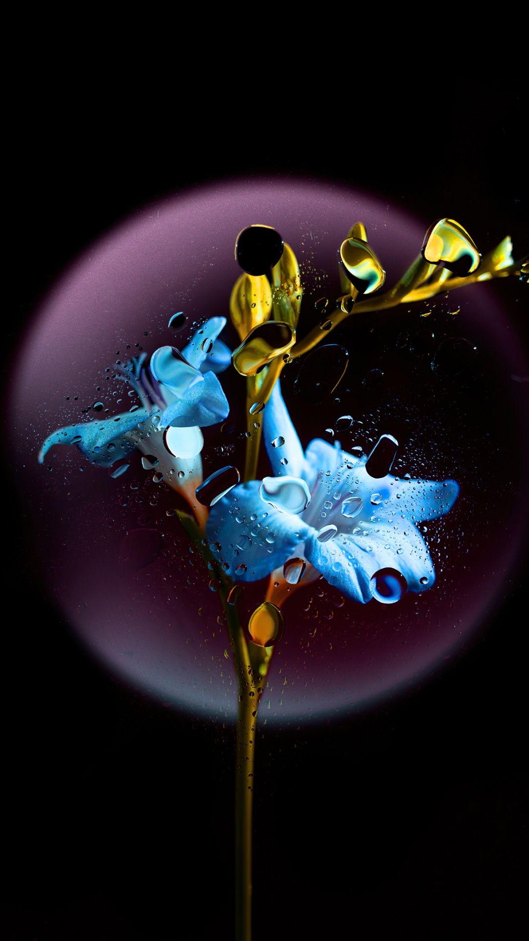 1080x1920 Gentian flower Wallpaper 4K, Blue flower, Black background