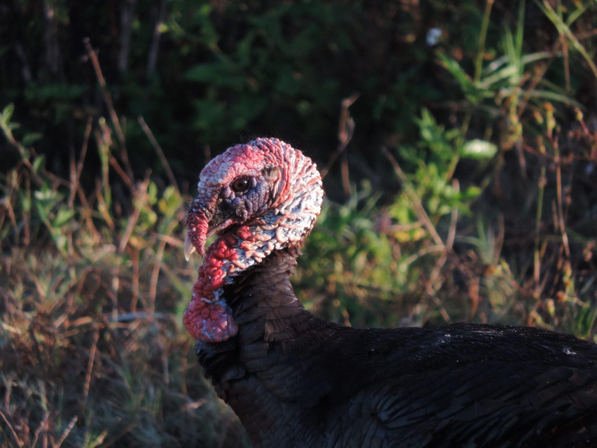 2048x1536 Eastern Turkey vs. Osceola Turkey: What's the Difference