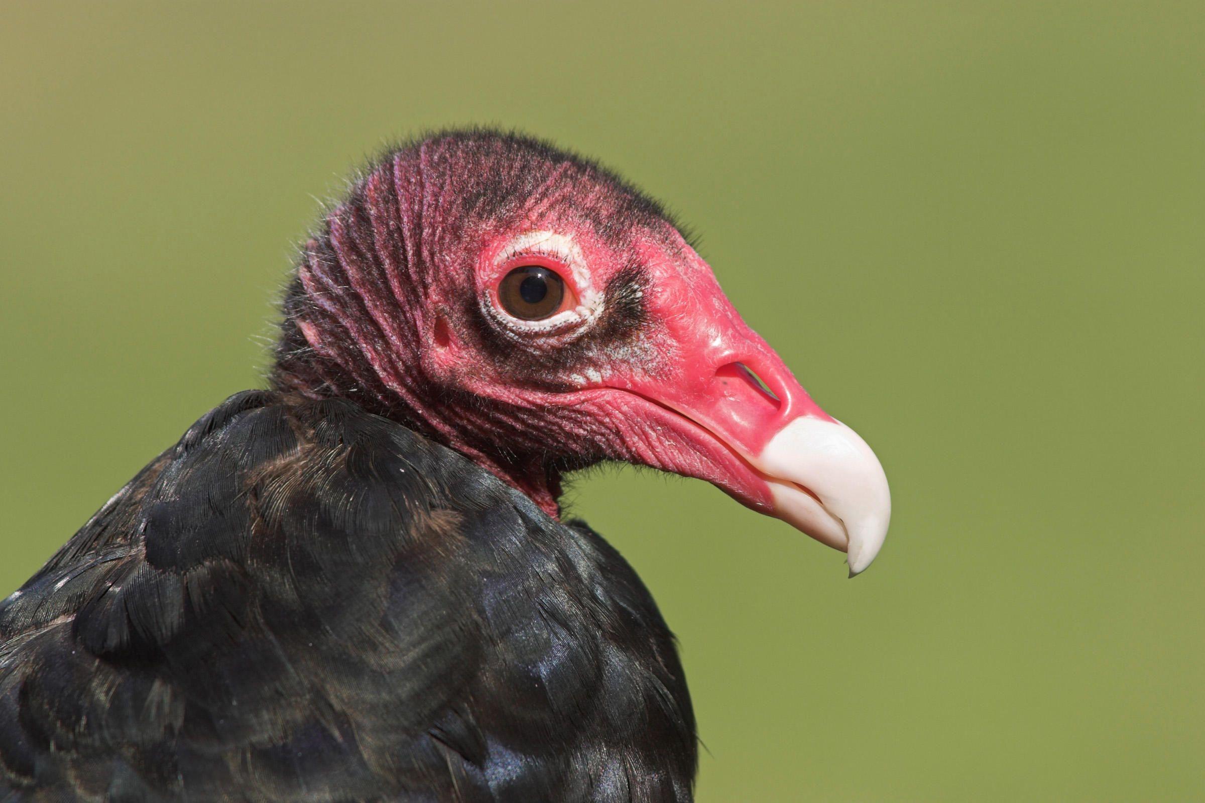 2400x1599 Turkey Vulture. Audubon Field Guide