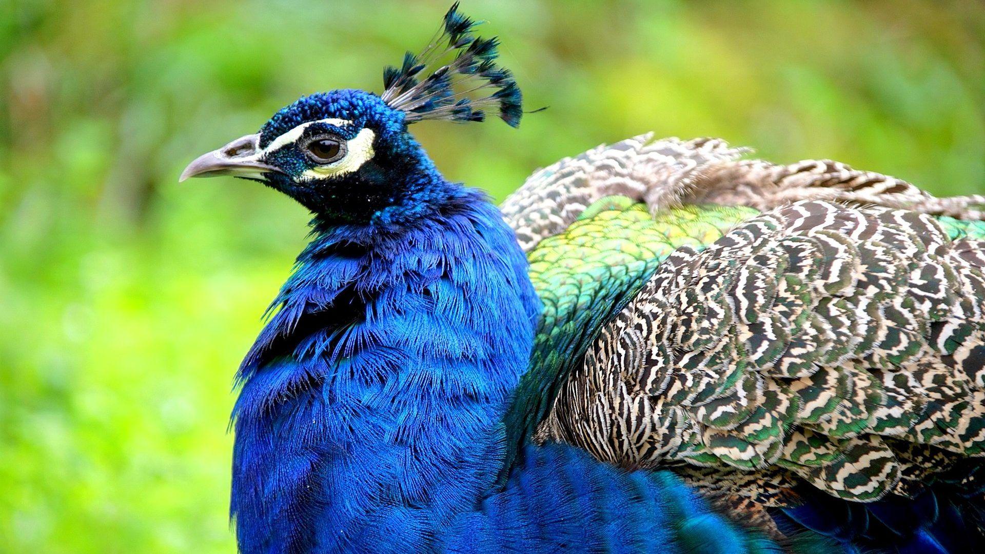 1920x1080 Wallpaper Tagged With Turkey: Arrogant Animal Tail Wings Nice Male