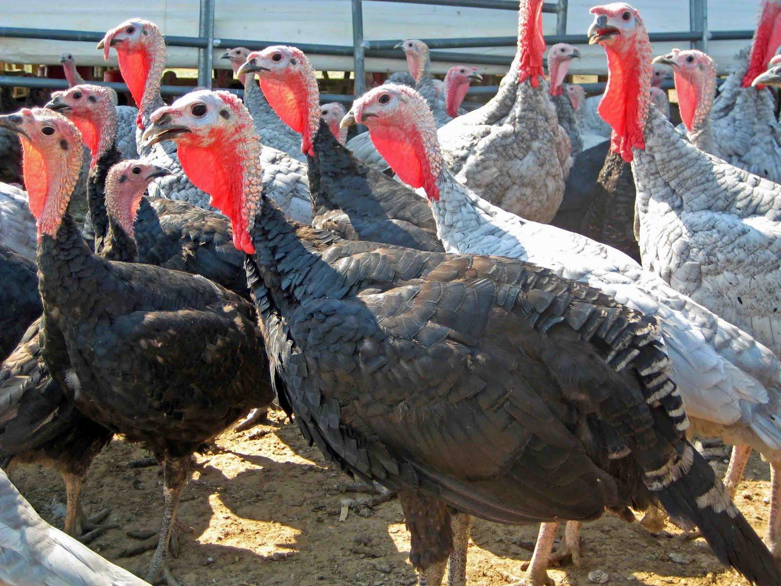 1600x1200 How to Cook a Heritage Turkey With Michele®