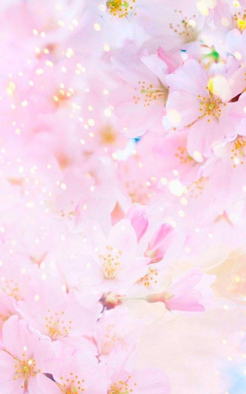 Pink Sakura Wallpapers - Top Free Pink Sakura Backgrounds - WallpaperAccess
