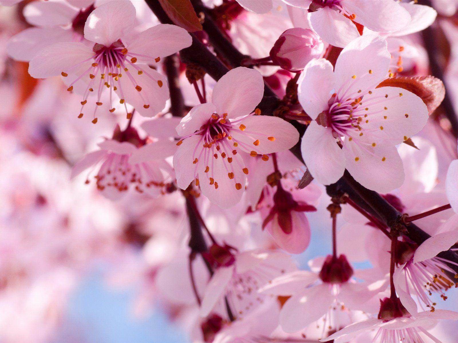 1600x1200 Pink Cherry Blossom hình nền