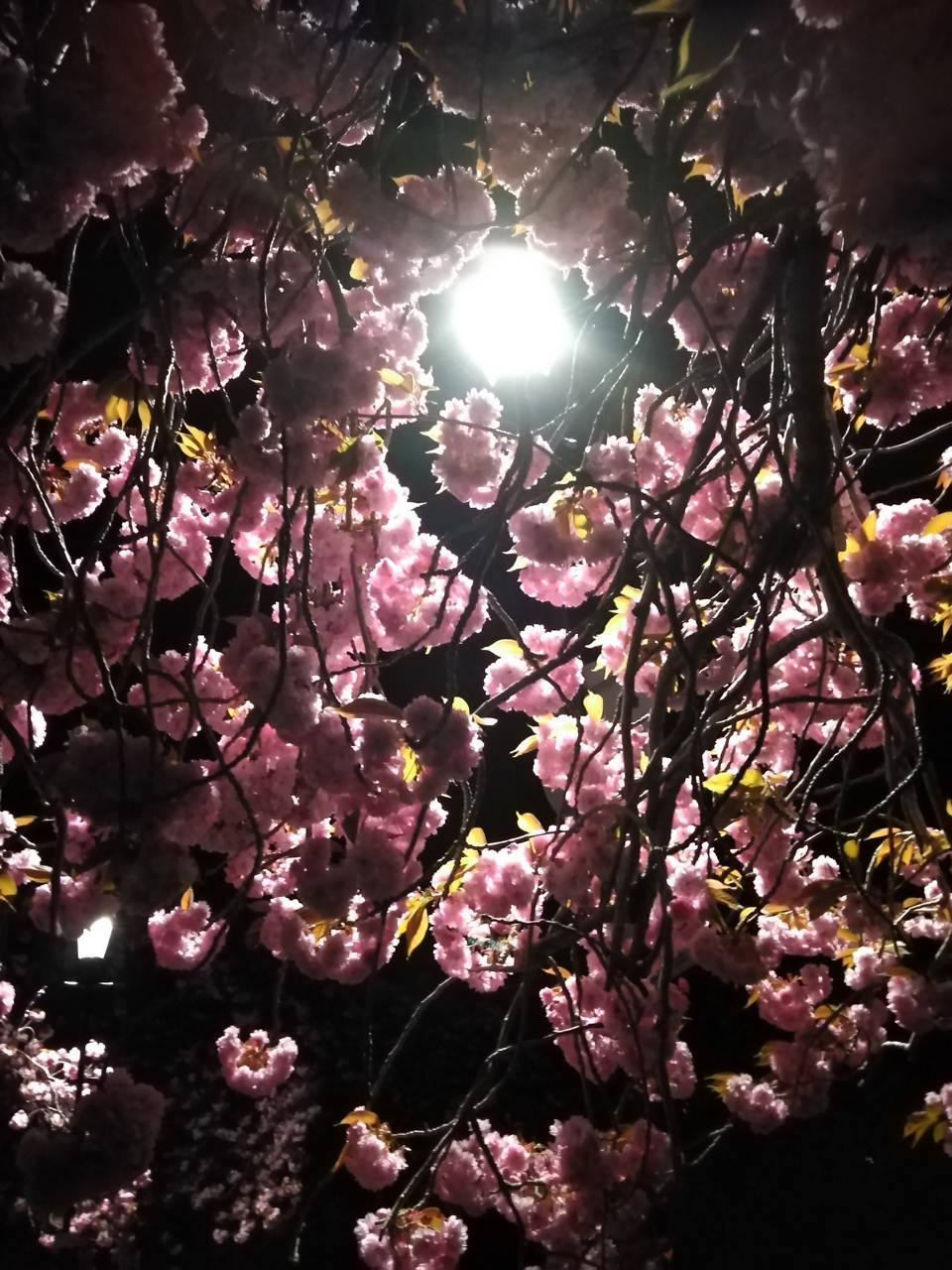 960x1280 Sakura hình nền