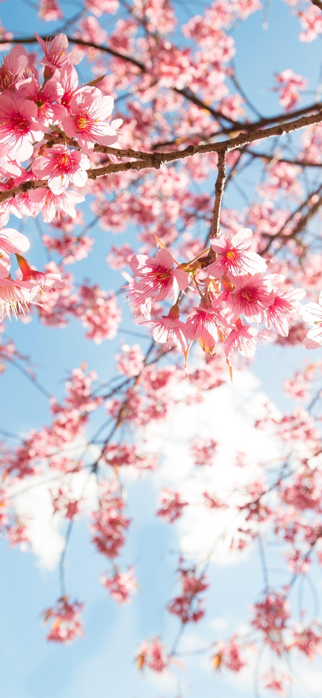 1125x2436 Hình nền iPhone Màu hồng Sakura Blossom, Cành cây, Bầu trời, Ánh nắng mặt trời - Hình nền 1125x2436