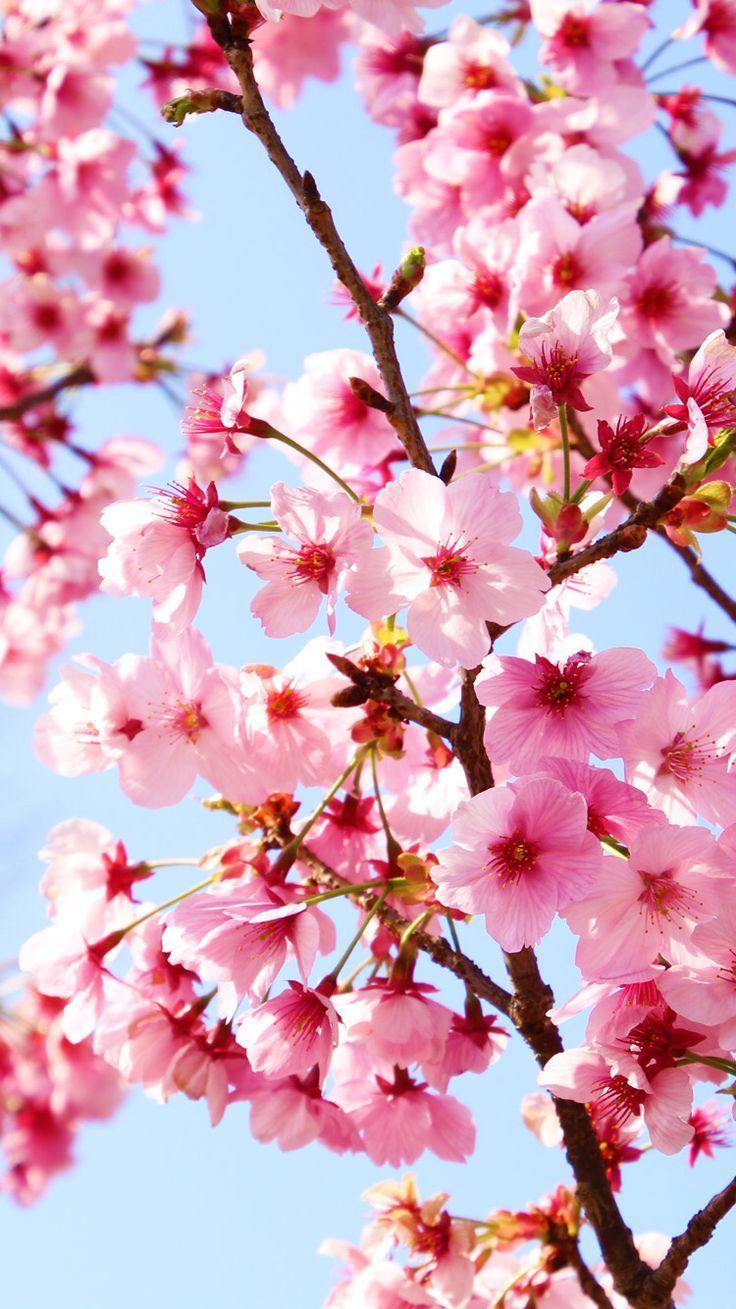 736x1309 Sakura Hình nền iPhone