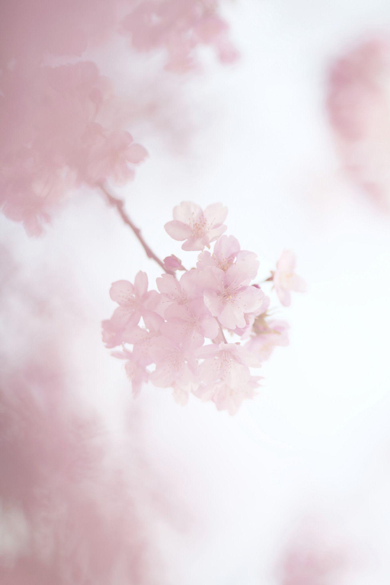 Pink Sakura Wallpapers - Top Free Pink Sakura Backgrounds - WallpaperAccess