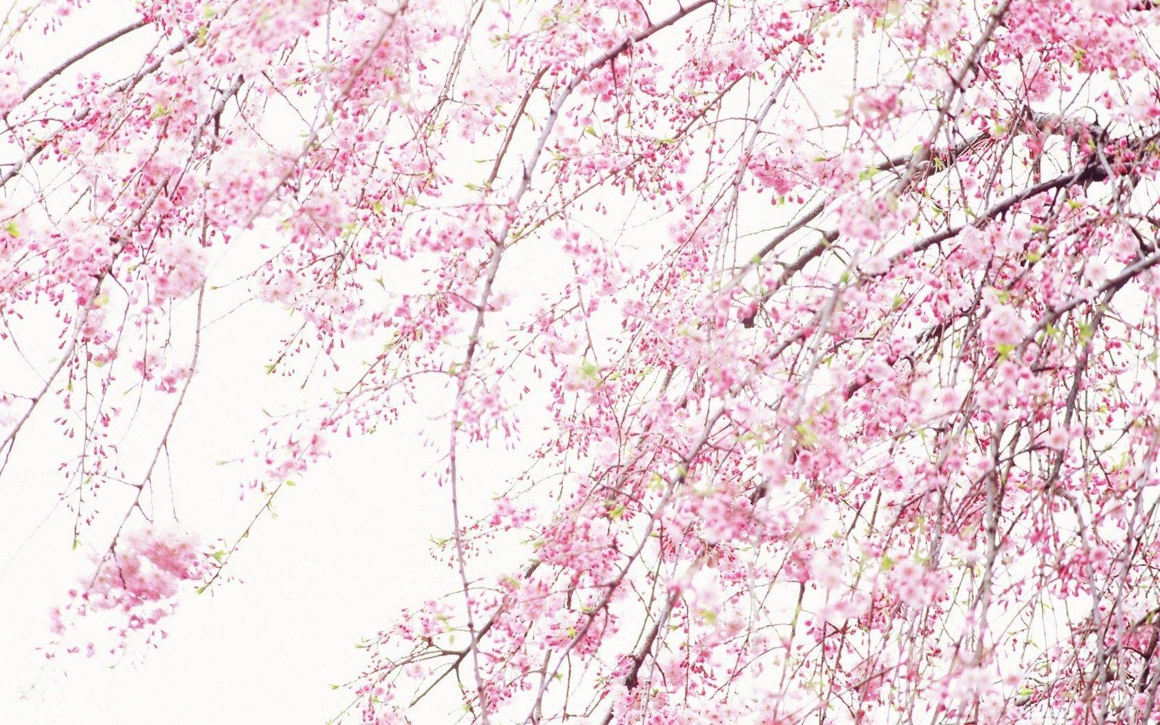 1680x1050 Tải xuống miễn phí Hình nền màu hồng tự nhiên 1680x1050 Thiên nhiên màu hồng Sakura [1680x1050] cho Máy tính để bàn, Di động & Máy tính bảng của bạn.  Khám phá Hình nền Thiên nhiên Màu hồng.  Hình nền nền màu hồng, Hình nền màu hồng và đen, Hình nền hoàng hôn màu hồng