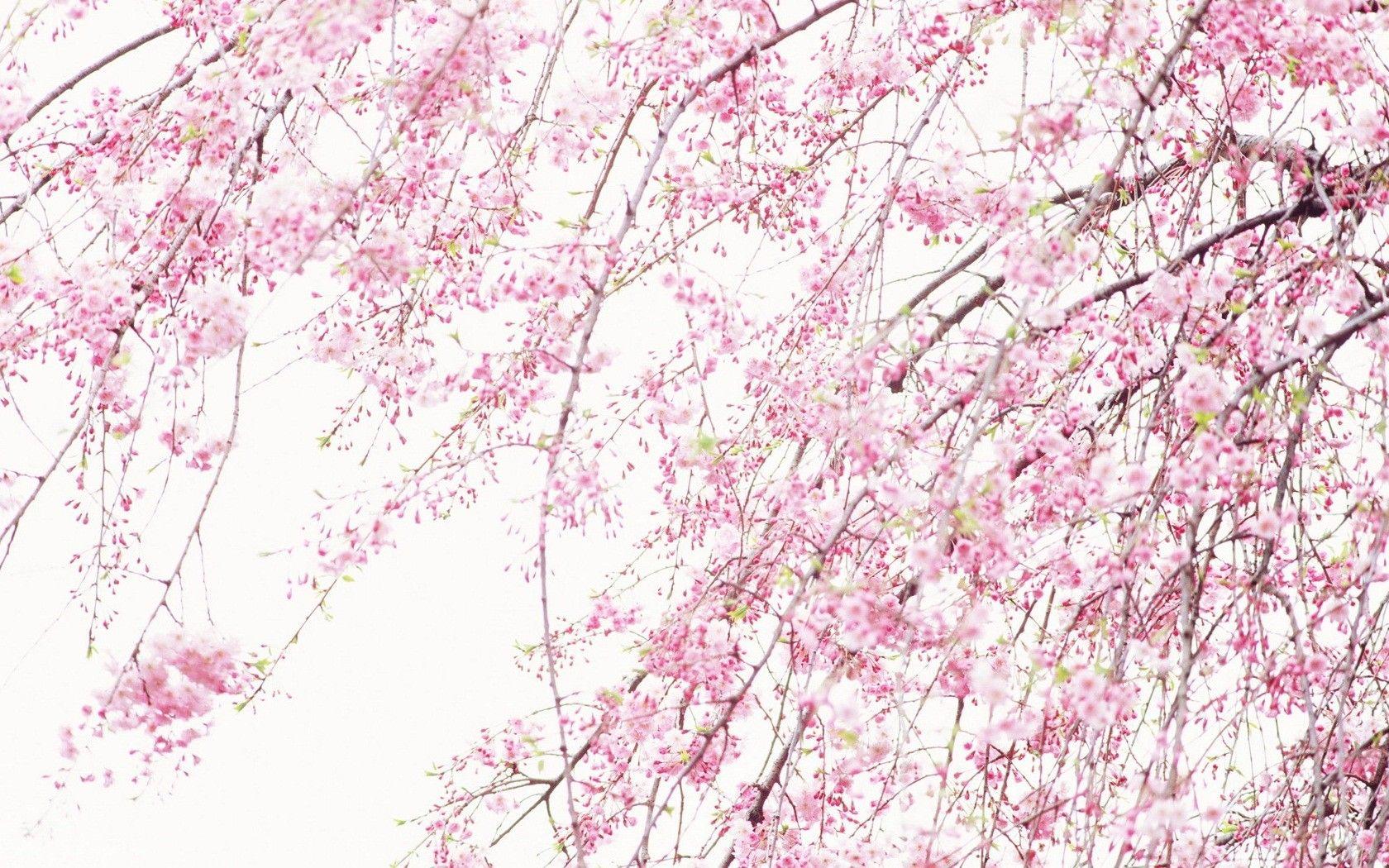 Pink Sakura Wallpapers - Top Free Pink Sakura Backgrounds - WallpaperAccess