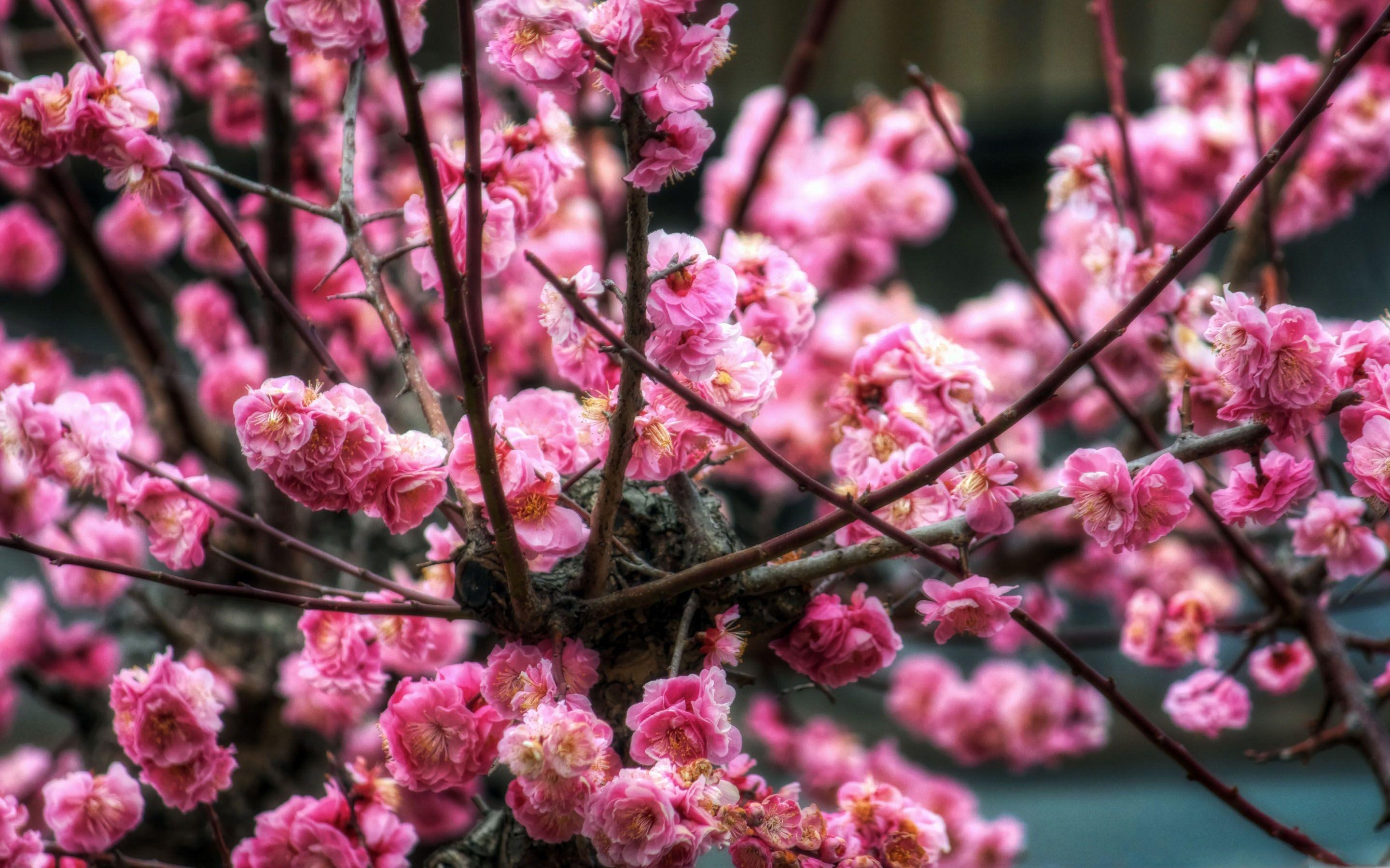 Pink Sakura Wallpapers - Top Free Pink Sakura Backgrounds - WallpaperAccess