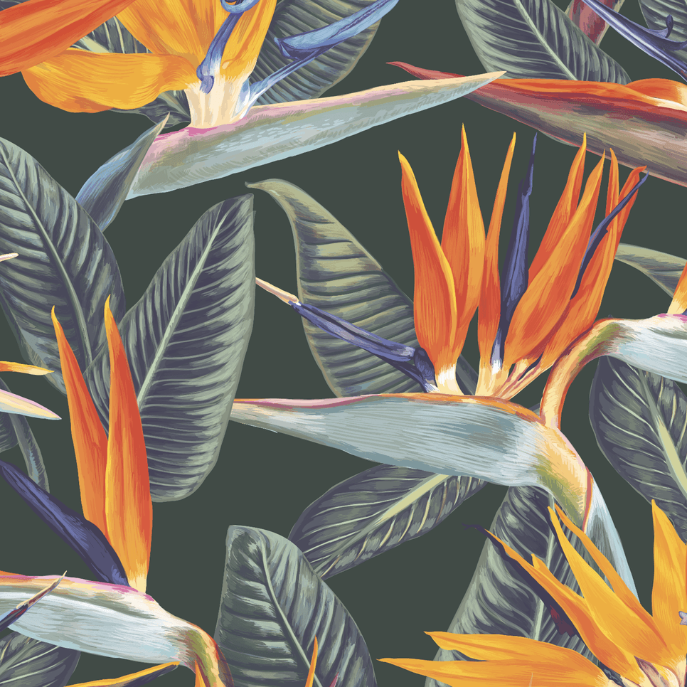 Strelitzia Wallpapers - Top Free Strelitzia Backgrounds - WallpaperAccess