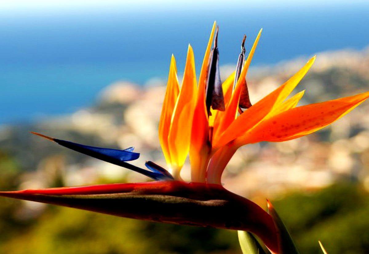 1200x825 Wallpaper Strelitzia, Flowers, Bird Of Paradise. TOP Free background