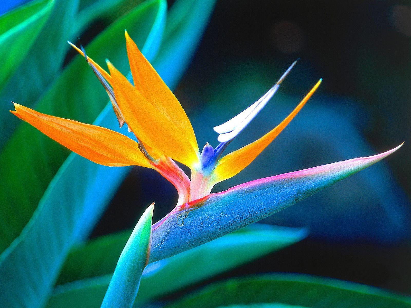 1600x1200 nature, Flowers, South, Africa, Bird, Of, Paradise, Strelitzia, Crane, Flower Wallpaper HD / Desktop and Mobile Background