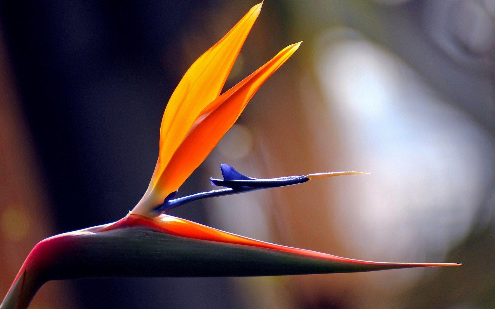 1680x1050 Flower Tropical Bird Of Paradise Strelitzia Africa